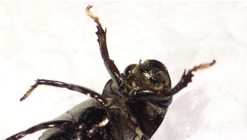 Leucothyreus sp.